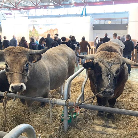 La race Aubrac était à l’honneur pour la 13e édition d’Agrimax. Cette race rustique destinée à la production de viande allie qualités maternelles et facilité d’élevage d’un côté et aptitudes bouchères de l’autre. Photo Pierre Divoux