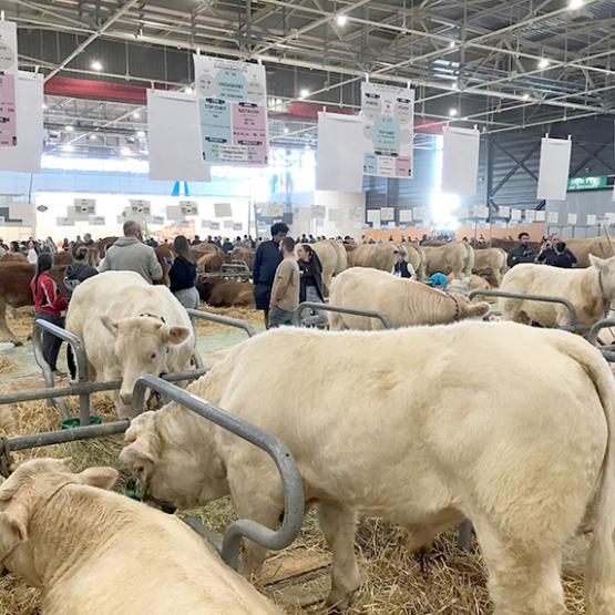 Le concours Charolais a débuté le jeudi 24 octobre dans le hall B du salon Agrimax. Pour chaque édition, la race Charolaise est pourvoyeuse des plus gros effectifs d’animaux en concours. Photo Pierre Divoux