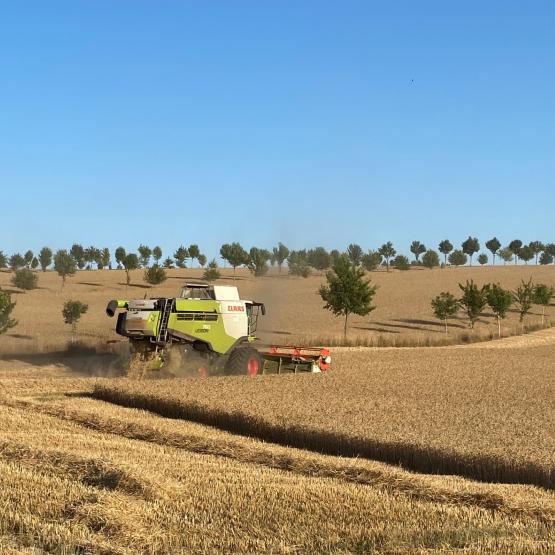 Les résultats mettent en lumière une régulation nette du microclimat en présence d’arbres intraparcellaires. © Photo Sébastien Loriette