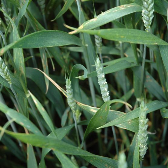 Après un automne favorable au tallage, les composantes de rendement ont été affectées dès la montaison avec très peu de compensation par la suite. (photo d’archives).