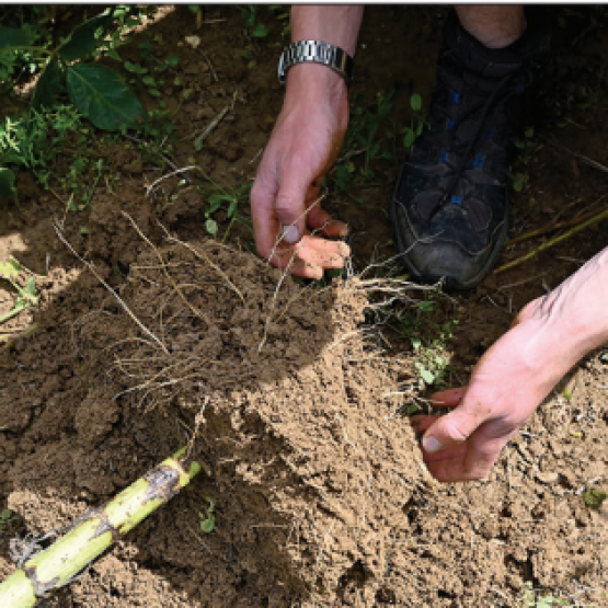 Le travail du sol permet d’ameublir le sol pour obtenir un bon enracinement. ©L.JUNG – TERRES INOVIA