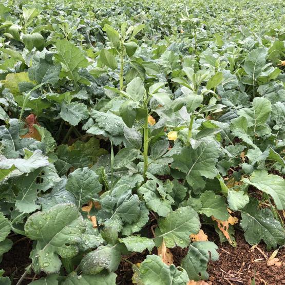 La féverole est une plante compagne du colza intéressante pour son effet biomasse et structure, notamment dans les sols hydromorphes. ©DR