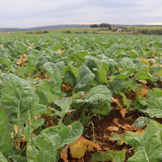 Avec l'arrivée des premiers froids significatifs, la croissance des colza s'arrête. Crédit photo : Terres inovia