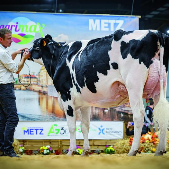 La grande championne Agrimax 2024, Wilt Entity (Chief Stan),  du Gaec Wilt, Dachstein (67). Photo DR