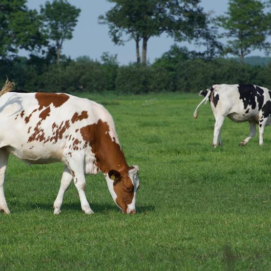 Vaches au pré. © Photo sous licence CC