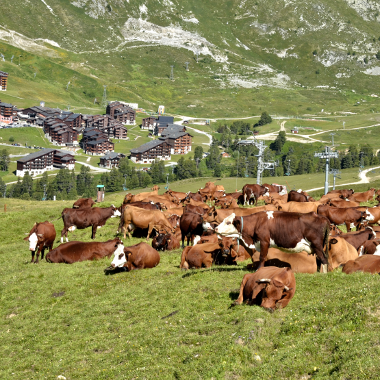 DNC Savoie. © Photo DR iStock