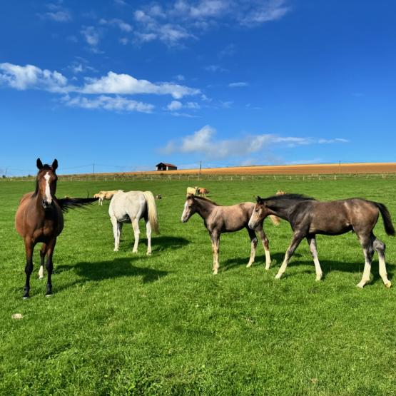 À Chef-Haut, quatre chevaux de Selle français pâturent auprès  de chevaux Ardennais, de moutons Texel et de vaches Aubrac. (Crédit photo : Benjamin Lacroix)