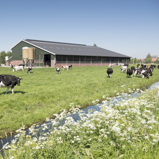 Le recul du nombre d’éleveurs s’est accompagné d’un fort repli du cheptel bovin (lait et allaitant), porcin et ovin. ©Actuagri