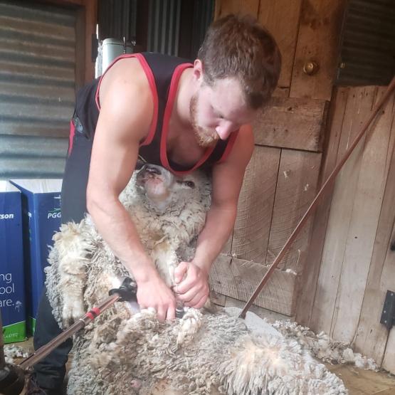 Henri Duchaux en pleine tonte de moutons, lors de son séjour en Nouvelle-Zélande. Photo : DR