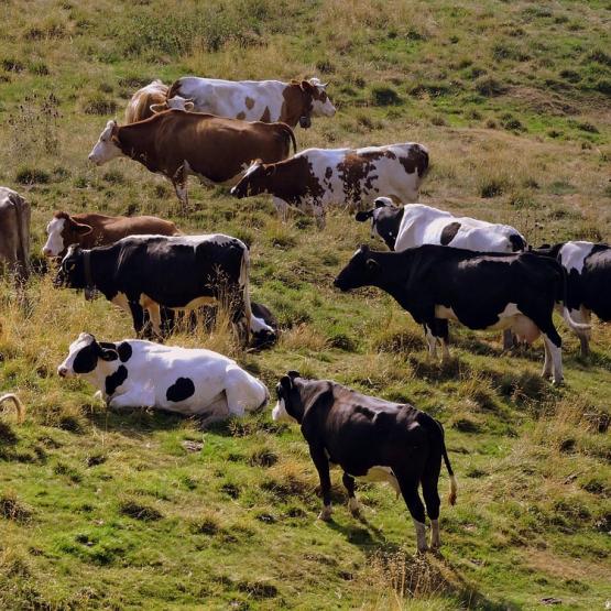 Vaches au pré en montagne. © Photo sous licence CC