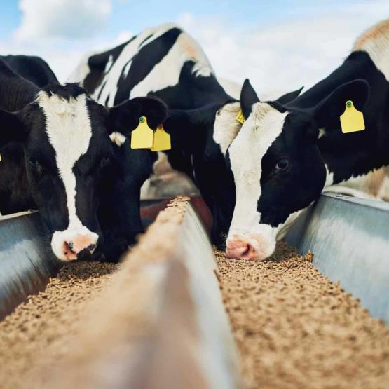 Illustration alimentation bétail © Photo iStock