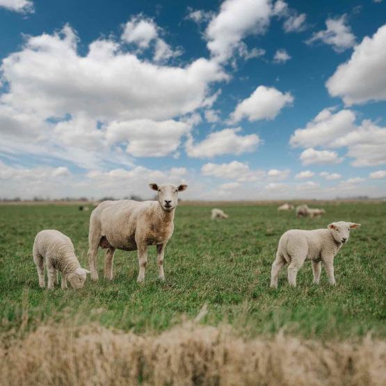 Illustration brebis et agneaux. Photo Istock ppampicture