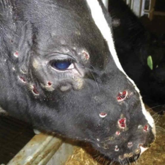 Illustration Dermatose nodulaire © Photo CODA-CERVA