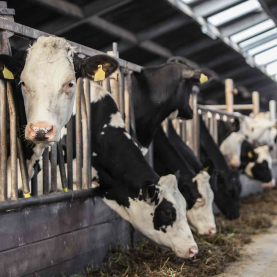 Vaches laitières. © Photo DR iStock