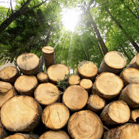 Illustration bois en foret ©Photo DR