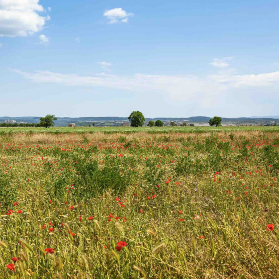 Friches agricoles ©Photo DR