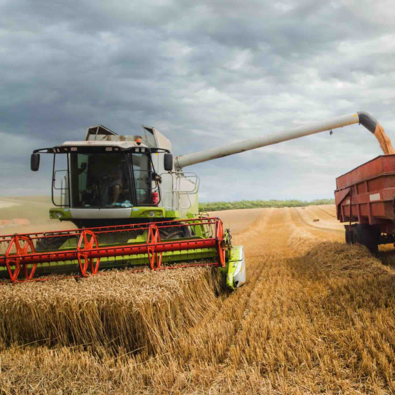 En UE comme en France, le blé sera préféré au maïs, trop cher à l’achat, pour formuler des aliments. Photo DR.