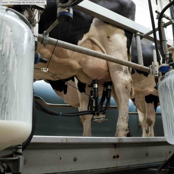 L’annonce de Lactalis, en septembre dernier, de réduire sa collecte de 450 millions de litres a créé une déflagration au sein de la profession. © Photo DR iStock