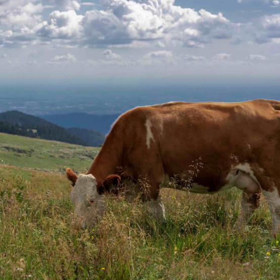 Vache montbéliarde. © Photo DR iStock