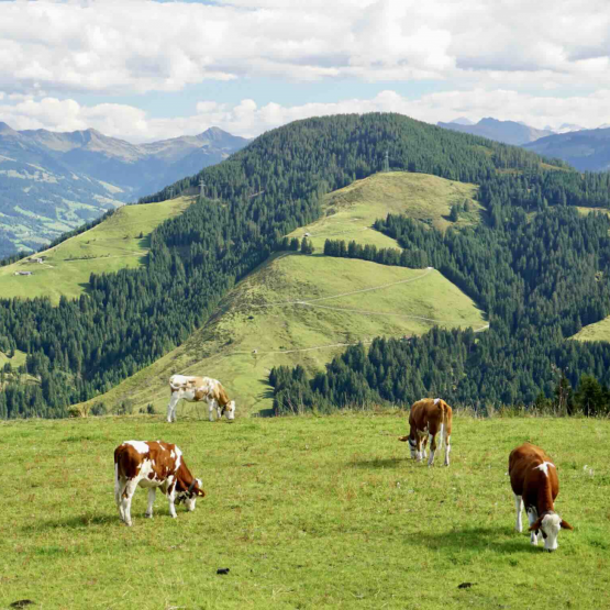 Vaches en montagne. © Photo DR iStock