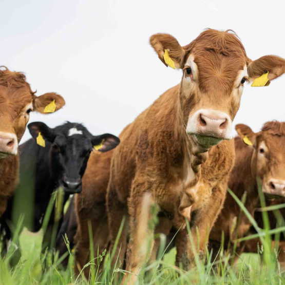 Veaux de boucherie. © Photo DR iStock