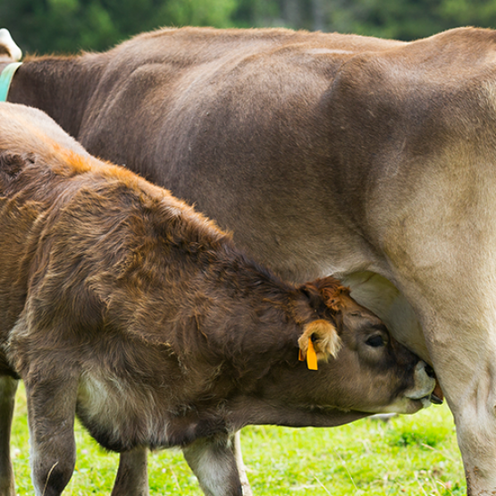 Viande de veau consommation et production en baisse. Photo libre de droit