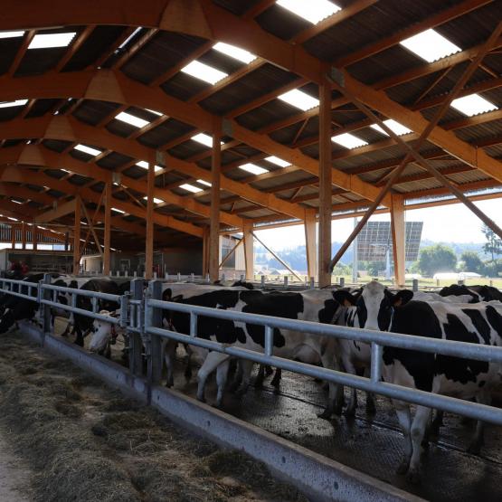 Le bâtiment qui accueille les vaches laitières du GAEC du Ruisseau d’argent associe bois et filets brise-vent pour limiter le rayonnement des matériaux et maîtriser la circulation de l’air, photo Marion Falibois.