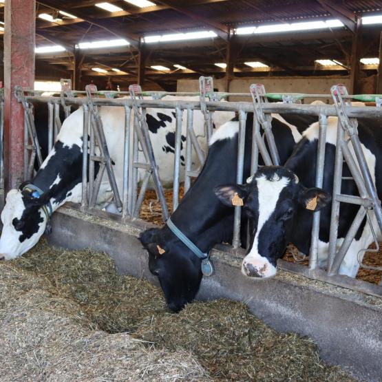 Le troupeau laitier compte une cinquantaine de vaches laitières en race mixte Prim’Holstein et Montbéliardes ©Marion Falibois