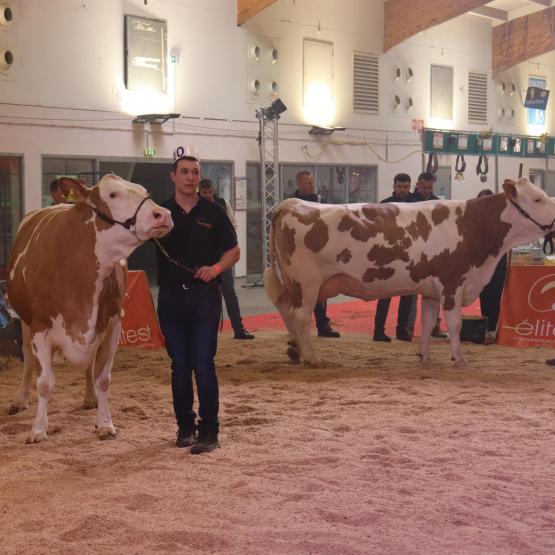 Cette année, la Simmental était sous le feu des projecteurs à l’occasion du concours inter-régional. ©Marion Falibois