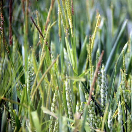 Vulpin sur blé, fin mai en Haute-Saône. Le mécanisme de la résistance révélée (liée ou non à la cible) n’est pas encore connu. Photo : Louis de Dinechin 