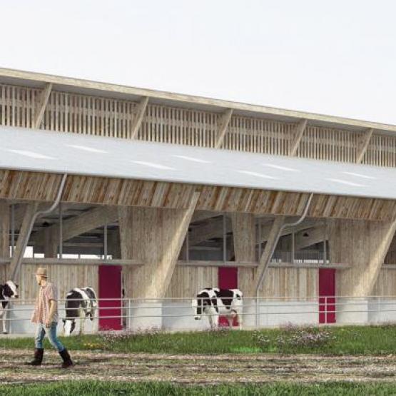 Le futur bâtiment comportera trois pôles : nurserie, laiterie et atelier transformation, génisses-vaches. Photo DR
