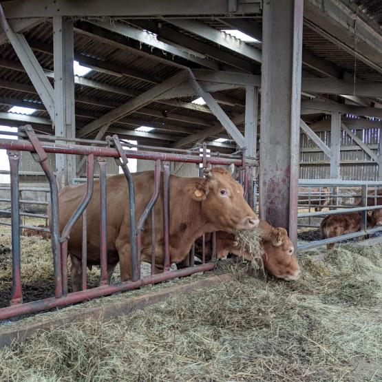 La rencontre du 16 décembre a donné lieu à des échanges entre les membres du groupe Ecobio Viande. Photo : A.Legendre