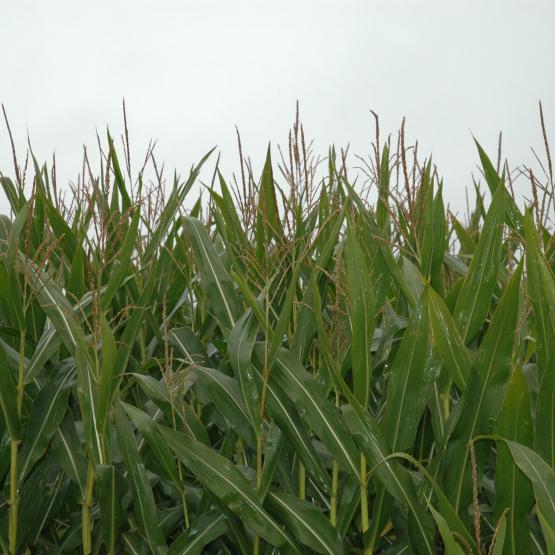Le stade optimal de récolte, lorsque le maïs atteint 32% de matière sèche (MS) plante entière, se situe environ 600 degrés-jours après la floraison femelle. Photo : H.Flamant..