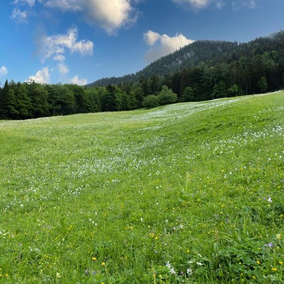 Prairie. © Photo sous licence CC