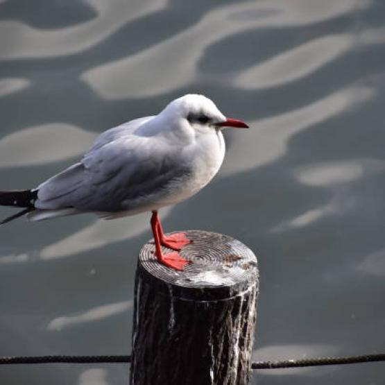 Suite à un cas d’influenza aviaire confirmé sur une mouette rieuse trouvée à Darney, une zone de contrôle temporaire a été mise en place