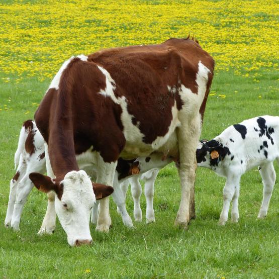En général, trois veaux sont présentés à une vache nourrice. Photo : Inrae Aster Mirecourt