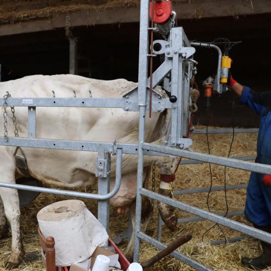 Le parage, préventif ou curatif, demeure un point crucial dans la gestion de la santé des pieds des vaches laitières. Photo : H.Flamant