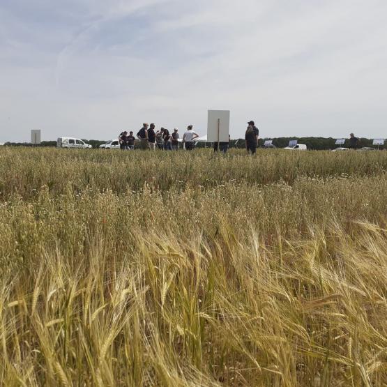 Conseillers et agriculteurs se sont retrouvés sur la parcelle d’essai ©CRAGE