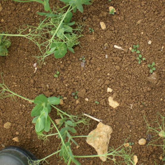 Dicotylédones émergentes sur pois d’hiver. Photo Terres Inovia