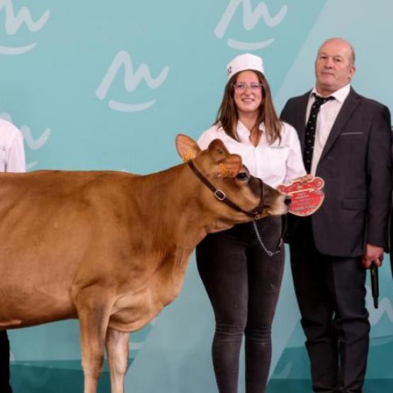 Soledade a été sacrée grande championne lors du concours interrégional jersiaise au Sommet de l’élevage. Photo : Guillaume Moy.