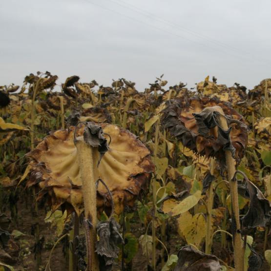 Les semis tardifs de ce printemps, associés aux épisodes pluvieux répétés de ces dernières semaines et aux températures automnales, retardent la maturité et/ou les chantiers de récolte. Photo : L.Jung/Terres Inovia