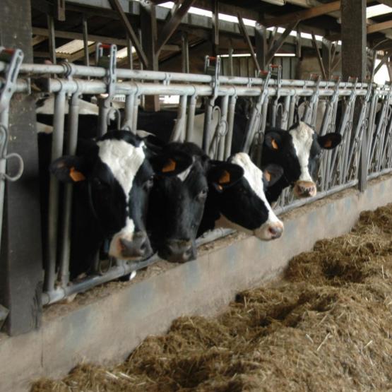 Il est recommandé de faire des analyses de recherche de mycotoxines, au moins sur les trois prépondérantes en maïs (Don, Niv, Zéa) dès l’ouverture des silos. Photo : H.Flamant