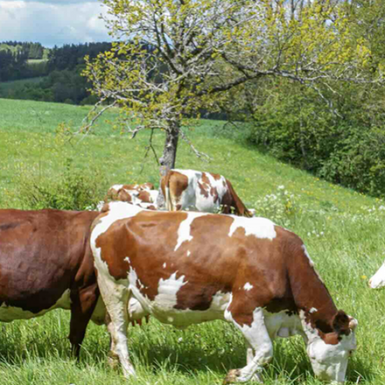 Vaches dans la prairie. © Photo DR