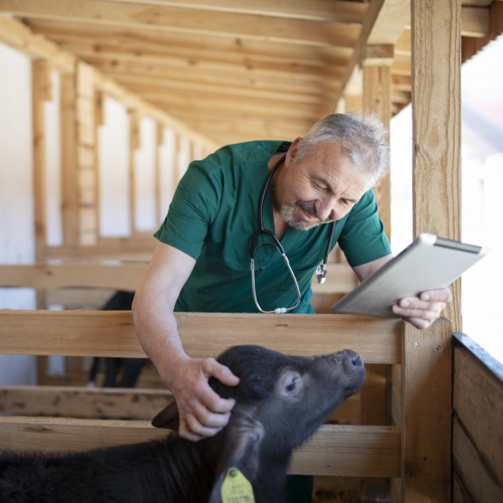 Vétérinaire. © Photo DR iStock