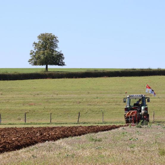 Victor Duchaux à l’œuvre, dans la catégorie à plat, dimanche 7 septembre. « Je n’ai jamais vu une parcelle d’une telle qualité », assure le président du jury, Patrice Guyomard. (Crédit photo : Hélène FLAMANT)