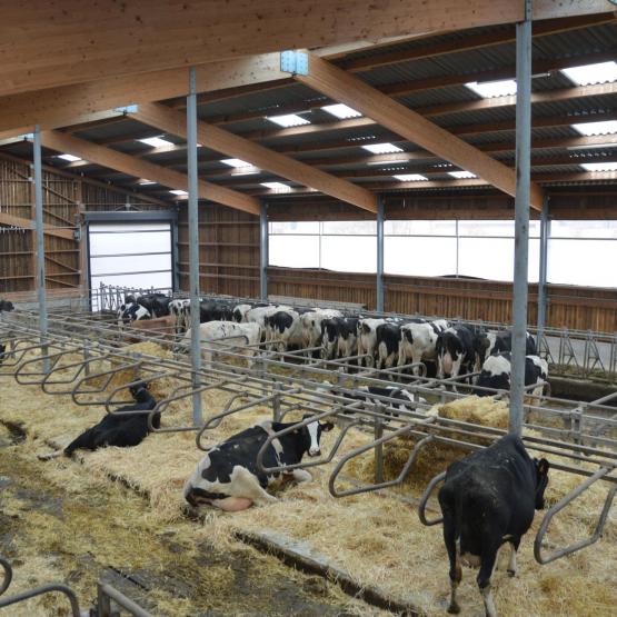  Grégory Rosaye a conçu lui-même les plans du nouveau bâtiment d’élevage des vaches laitières. Photo : H.Flamant