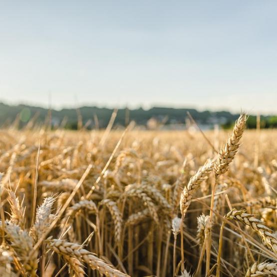 Champ de blé. © Photo DR iStock