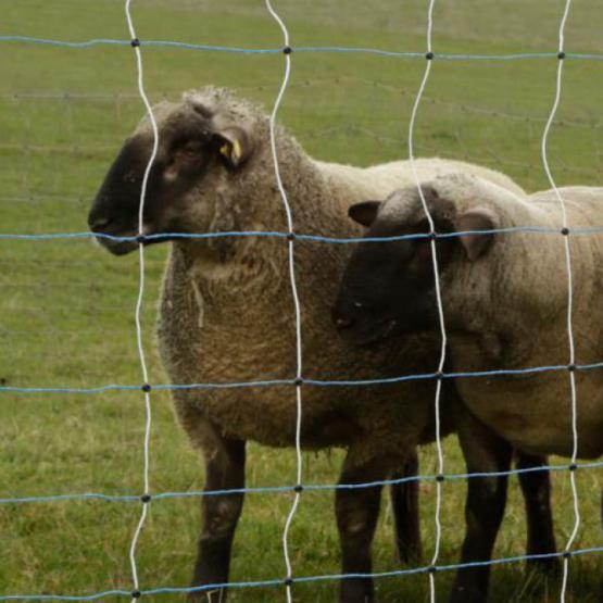 Le loup est très sensible à l’électricité… aussi les clôtures électrifiées constituent un moyen efficace de le tenir à distance, à condition de ne pas avoir de lacune.