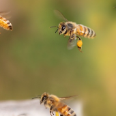 L’apiculture française à la loupe : étude FranceAgriMer. © Photo DR