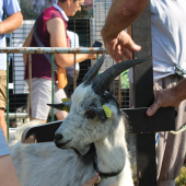 L’association des amis de la chèvre de Lorraine avait choisi Rambervillers pour leur concours annuel. ©Photo Comice Agricole de Rambervillers